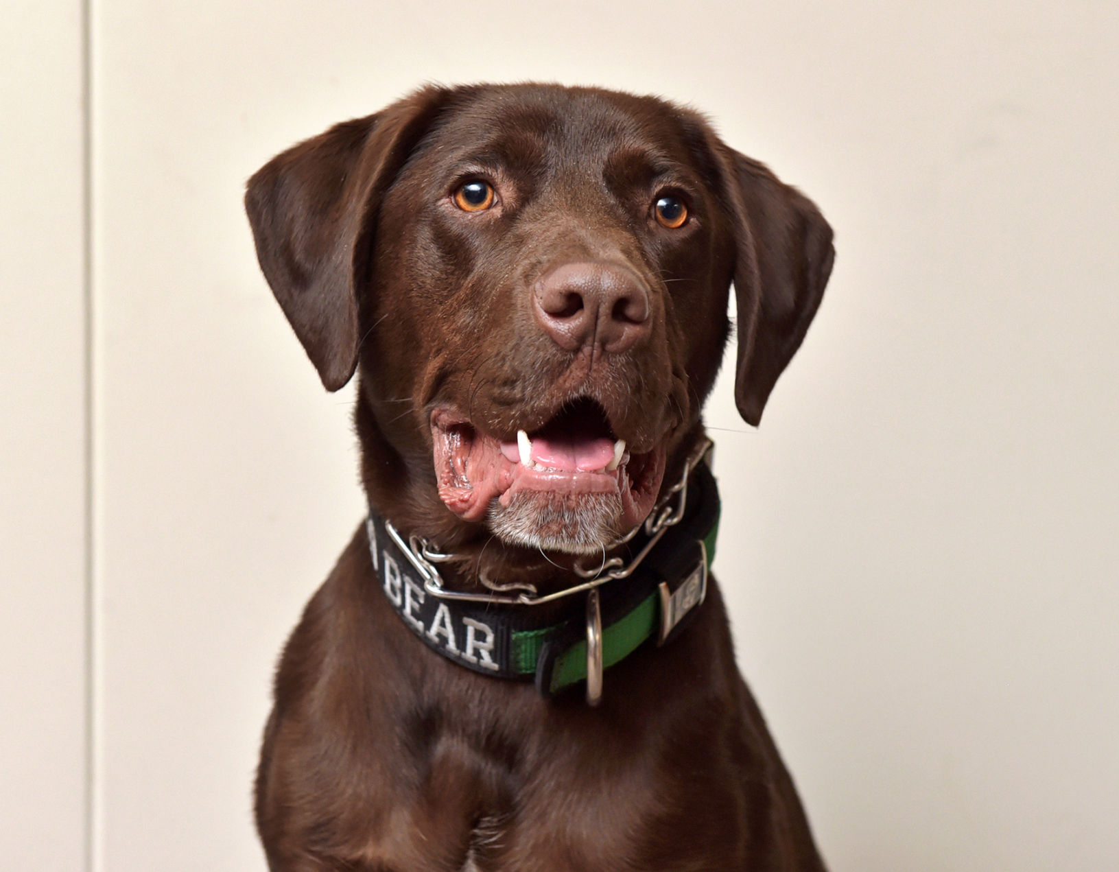 K9 Bear 1